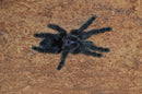 0.0.1 Avicularia purpurea - Sling