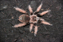 1.0.0 Brachypelma klaasi - Juvenile Male