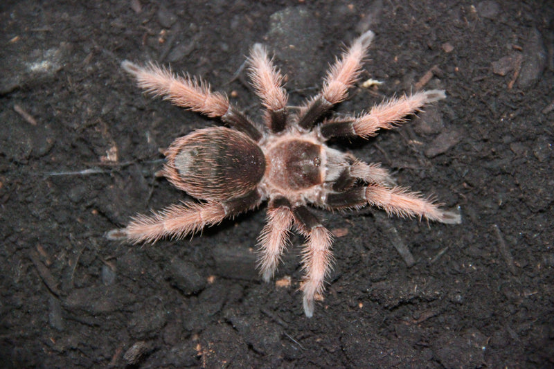 1.0.0 Brachypelma klaasi - Juvenile Male