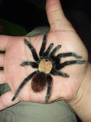 0.1.0 Brachypelma albiceps - Juvenile