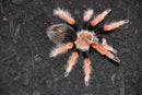 0.0.1 Brachypelma boehmei - Juvenile
