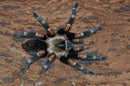 1.0.0 Brachypelma auratum - Juvenile Male