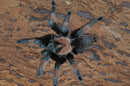 0.1.0 Brachypelma emilia - Juvenile Female