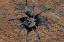 1.0.0 Brachypelma emilia - Juvenile Male