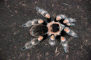 0.1.0 Brachypelma hamorii - Adult