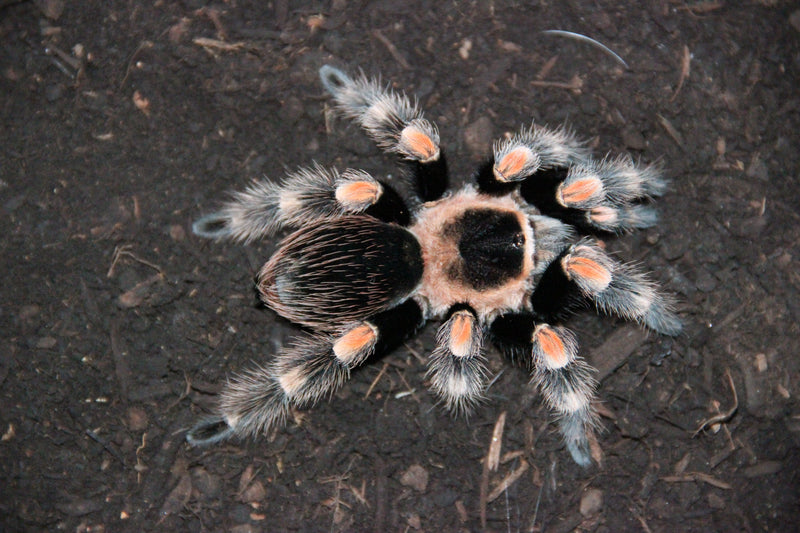 0.1.0 Brachypelma hamorii - Adult