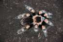 0.0.1 Brachypelma hamorii - Sling