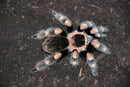 0.0.1 Brachypelma hamorii - Juvenile