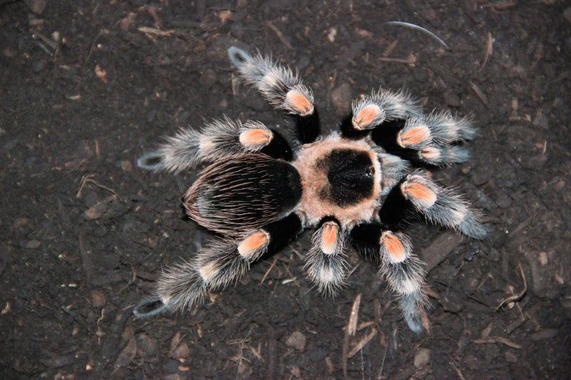 0.0.1 Brachypelma hamorii - Juvenile