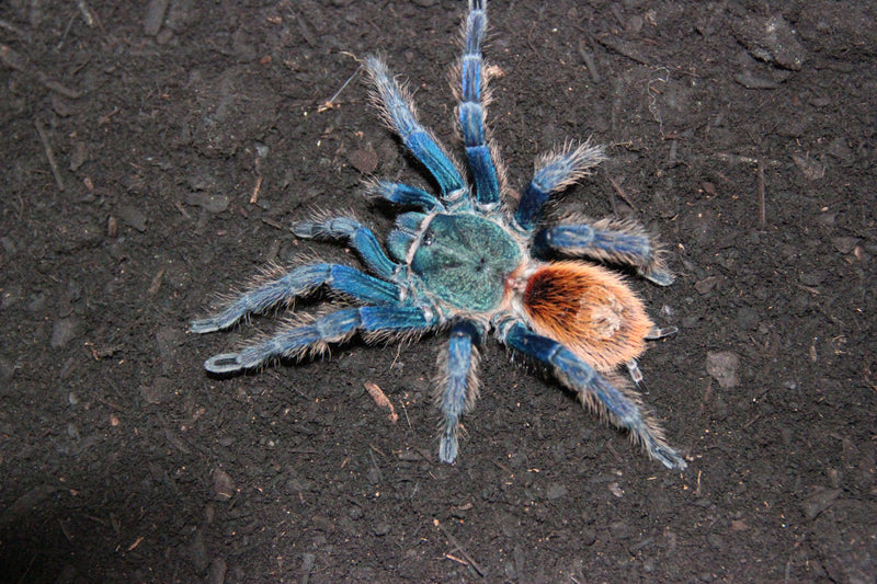 0.0.1 Chromatopelma cyaneopubescens - Juvenile