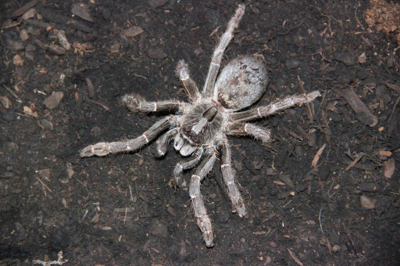 0.0.1 Ceratogyrus darlingi - Juvenile