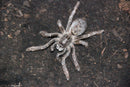0.0.1 Ceratogyrus darlingi - Sling