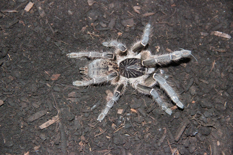 0.0.1 Ceratogyrus meridionalis - Sling