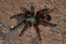 0.0.1 Caribena versicolor - Sling
