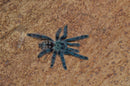 0.0.1 Caribena versicolor - Sling