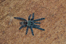 0.0.1 Caribena versicolor - Juvenile
