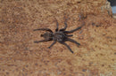 0.0.1 Chilobrachys fimbriatus - Sling