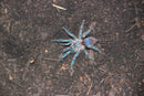0.0.1 Dolichothele diamantinensis - Sling