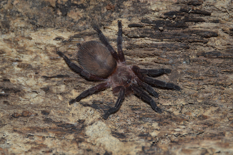 0.0.1 Dolichothele sp 'mineirum' - Juvenile