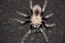 0.0.1 Ephebopus murinus - Sling