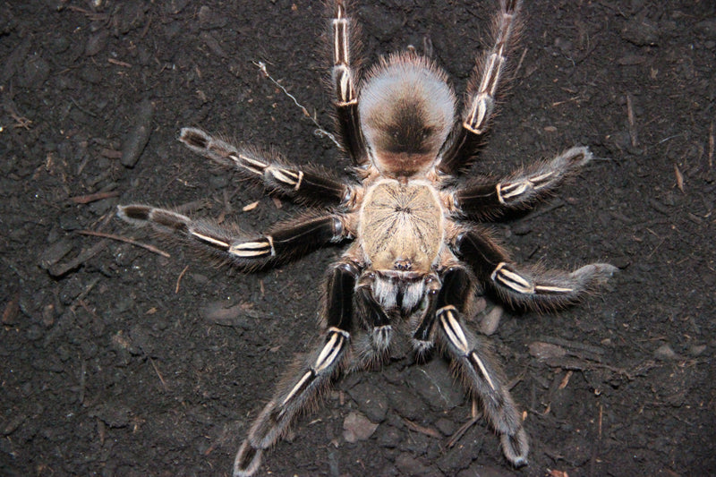 0.0.1 Ephebopus murinus - Sling