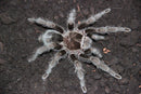 0.0.1 Grammostola pulchra - Juvenile