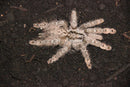 0.0.1 Heteroscodra maculata - Sling