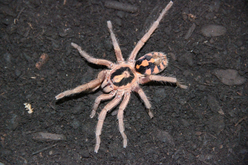 0.0.1 Hapalopus sp “Colombia Large” - Sling