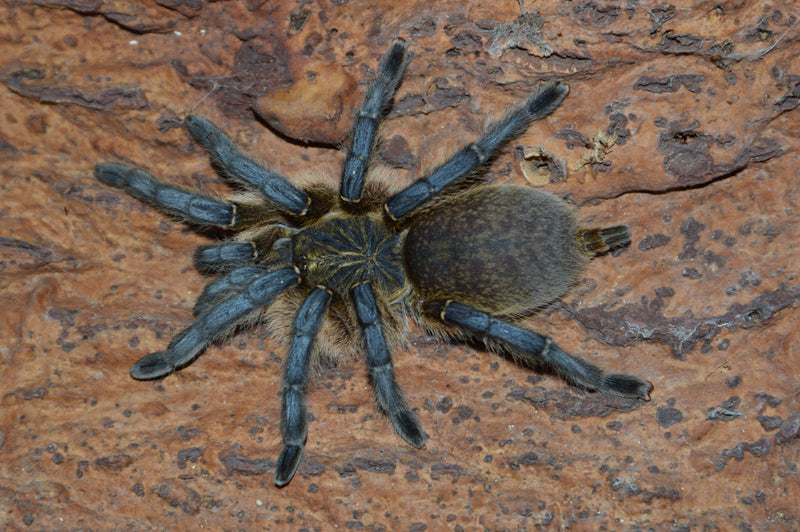 0.1.0 Harpactira pulchripes - Juvenile/Subadult