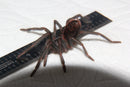 0.0.1 Xenesthis immanis - Sling