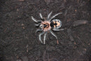 0.0.1 Cyriocosmus leetzi - Sling