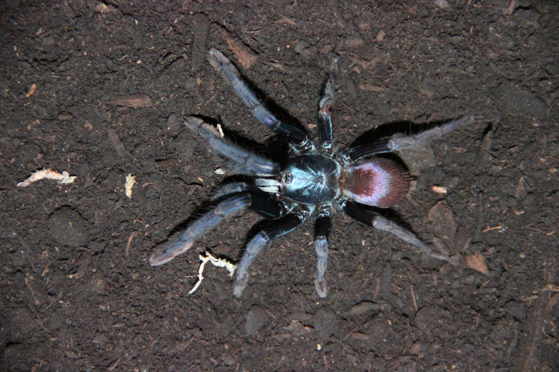 0.0.1 Cilantica devamatha - Sling