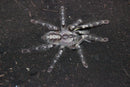 0.0.1 Poecilotheria regalis - Sling