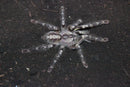 0.0.1 Poecilotheria regalis - Juvenile