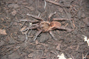 0.0.1 Euthycaelus colonica - Juvenile