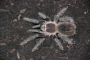 0.0.1 Lasiodora parahybana - Sling