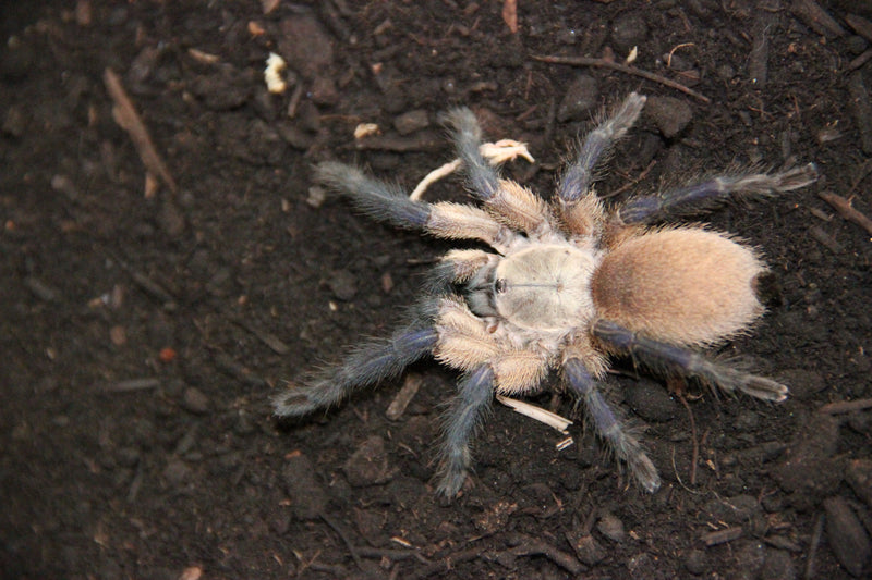 0.1.0 Monocentropus balfouri - Adult Female