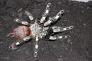 0.0.1 Vitalius chromatus - Sling