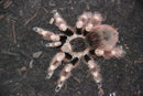 0.0.1 Nhandu coloratovillosus - Sling