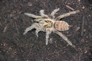 0.0.1 Neoholethele incei 'Olive' - sling bigger