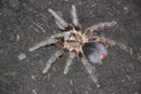0.0.1 Phormictopus auratus- Sling