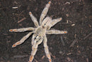 0.0.1 Psalmopoeus cambridgei - Sling