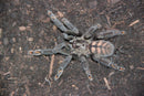 0.1.0 Psalmopoeus irminia - Juvenile Female