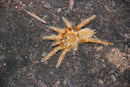 0.1.0 Pterinochilus murinus - Adult Female