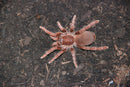 0.0.1 Pelinobius muticus - Juvenile