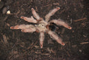 0.0.1 Psalmopoeus pulcher - Sling