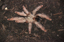 0.0.1 Psalmopoeus pulcher - Juvenile (Randi)
