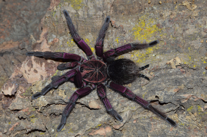 0.0.1 Pamphobeteus sp 'Plattyoma' - Sling