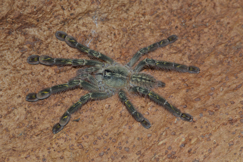 0.0.1 Poecilotheria rufilata - Juvenile