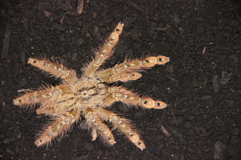 1.0.0 Stromatopelma calceatum - Juvenile Male